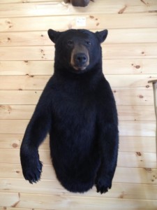 bear ontario         