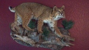 bobcat         