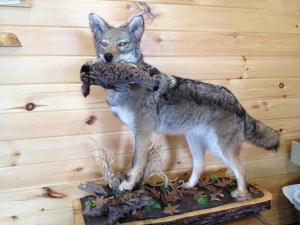 yote grouse            